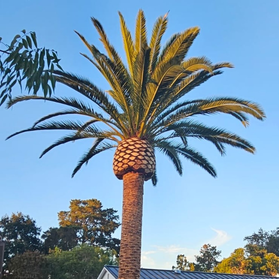 Tree service project photo 17