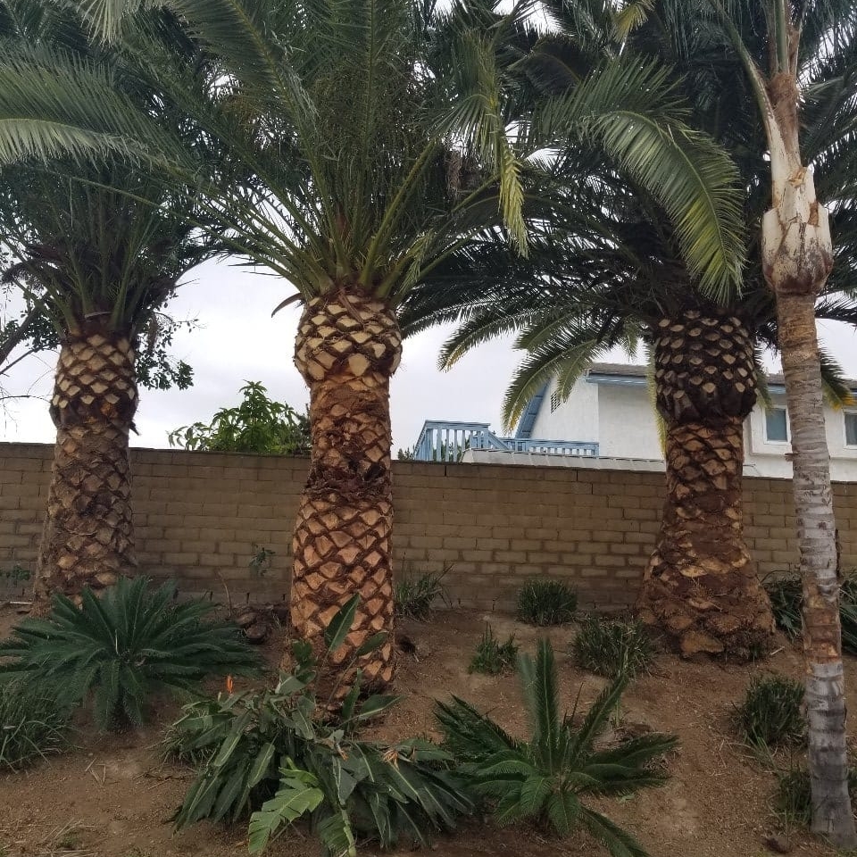 Palm Tree Care - Joel Tree Service San Diego