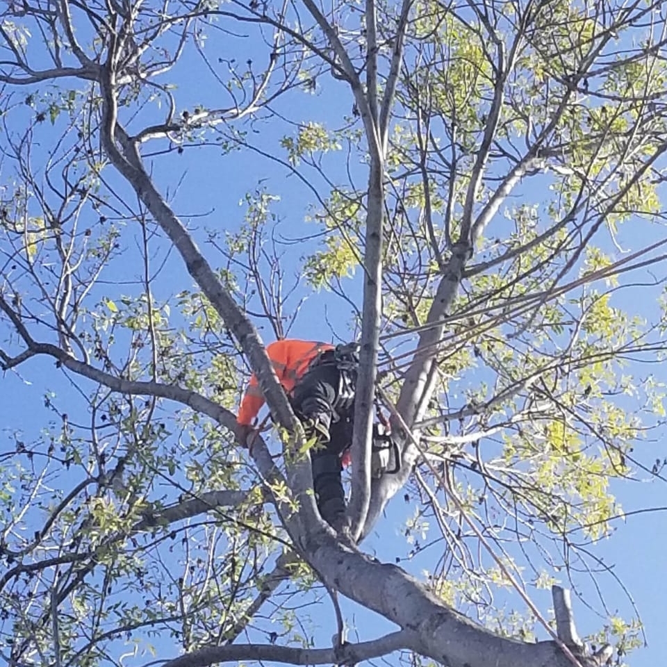 Stump Grinding - Joel Tree Service San Diego