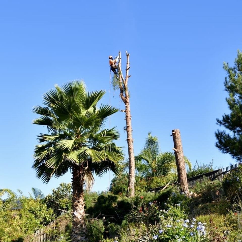 Emergency Services - Joel Tree Service San Diego