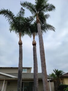 Palm Tree Trimming & Removal in San Diego by Joel Tree Service