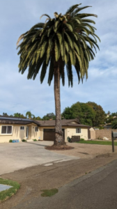 Palm Tree Trimming & Removal in San Diego by Joel Tree Service