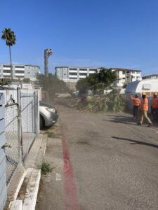 Palm Tree Trimming & Removal in San Diego by Joel Tree Service