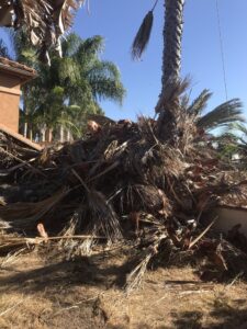 Palm Fronds Removal San Diego by Joel Tree Service 