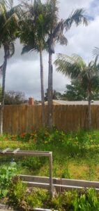 Palm Tree Trimming & Removal in San Diego by Joel Tree Service