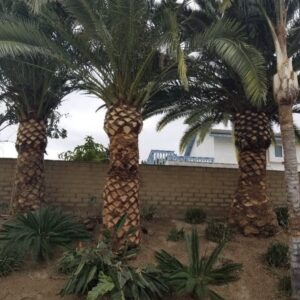 Palm Tree Trimming & Removal in San Diego by Joel Tree Service