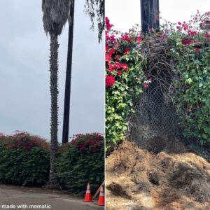 Palm Tree Removal San Diego by Joel Tree Service