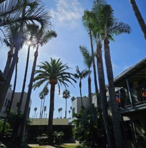 Palm Tree Trimming San Diego by Joel Tree Service