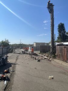 Palm Tree Trimming San Diego by Joel Tree Service