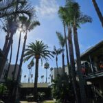 Palm Tree Trimming San Diego by Joel Tree Service 