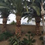 Palm Tree Trimming San Diego by Joel Tree Service 