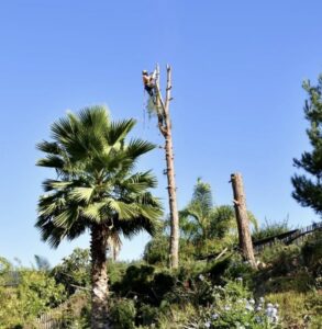 Palm Tree Trimming & Removal in San Diego by Joel Tree Service