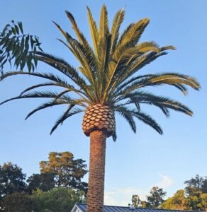 Palm Tree Trimming & Removal in San Diego by Joel Tree Service