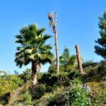 Pine Tree Removal San Diego by Joel Tree Service