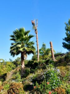 Pine Tree Removal San Diego by Joel Tree Service