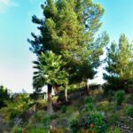 Pine Tree Removal San Diego by Joel Tree Service