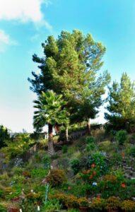Pine Tree Removal San Diego by Joel Tree Service