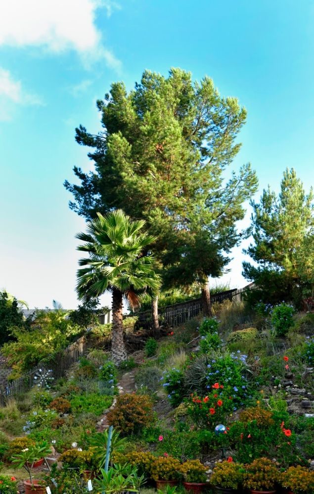 Pine Tree Removal San Diego by Joel Tree Service