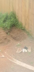 Stump Grinding San Diego by Joel Tree Service