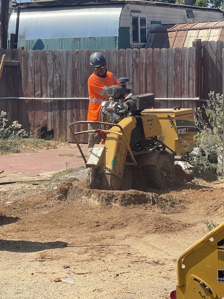 Stump Grinding San Diego by Joel Tree Service