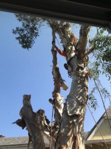 Tree Removal San Diego by Joel Tree Service
