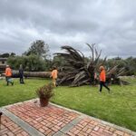 Tree Removal San Diego by Joel Tree Service