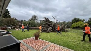 Tree Removal San Diego by Joel Tree Service