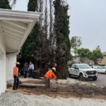 Tree Removal San Diego by Joel Tree Service