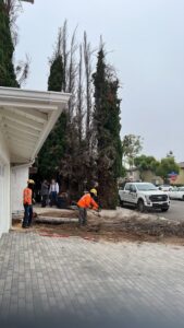 Tree Removal San Diego by Joel Tree Service