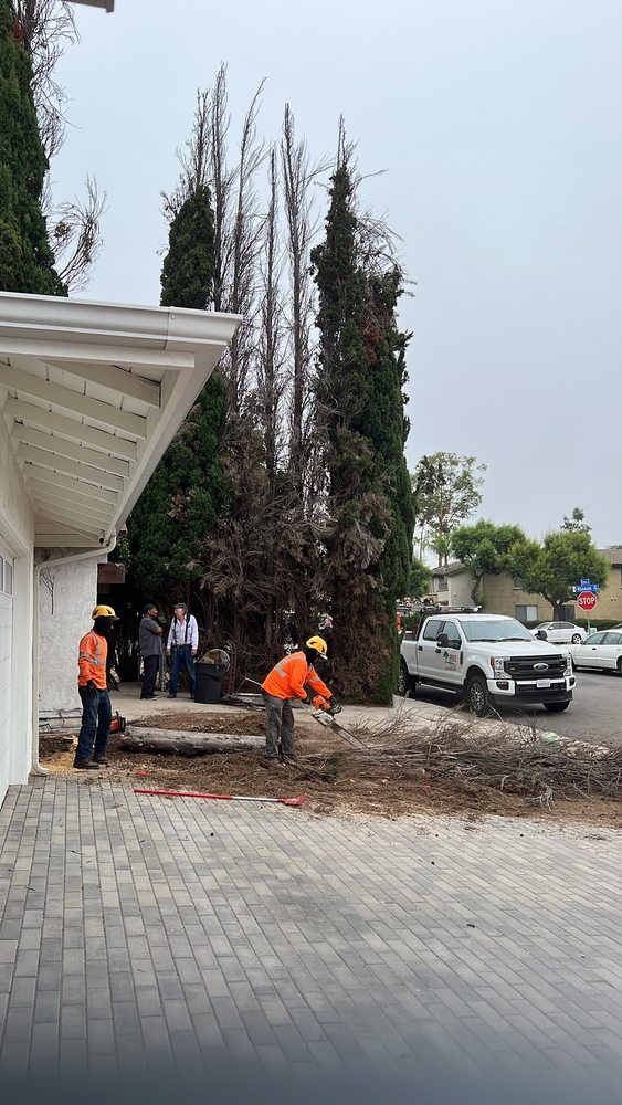 Tree Removal San Diego by Joel Tree Service