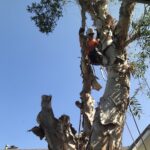 Tree Removal San Diego by Joel Tree Service