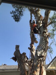 Tree Removal San Diego by Joel Tree Service