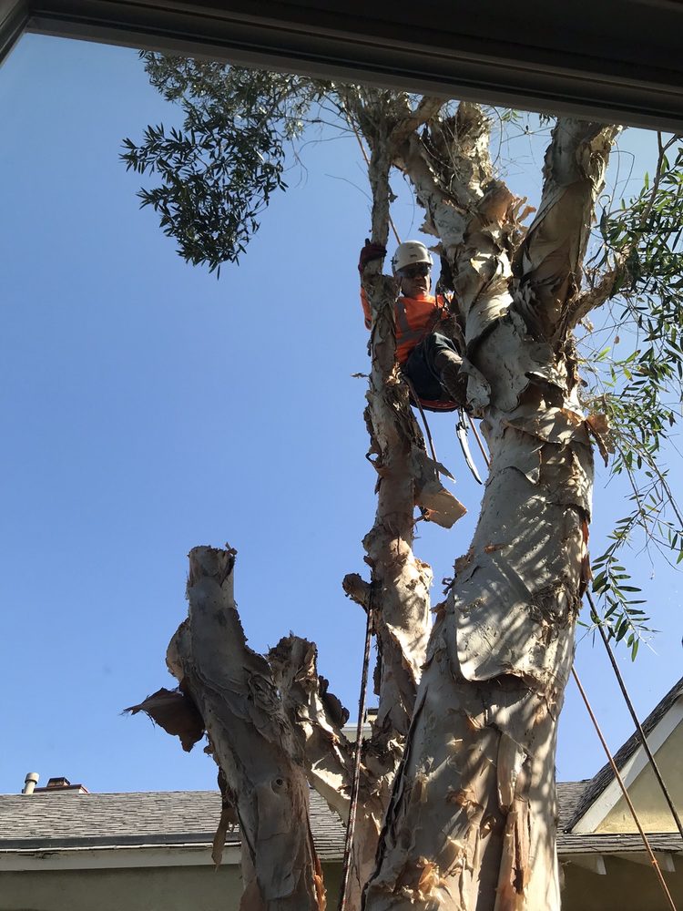Tree Removal San Diego by Joel Tree Service