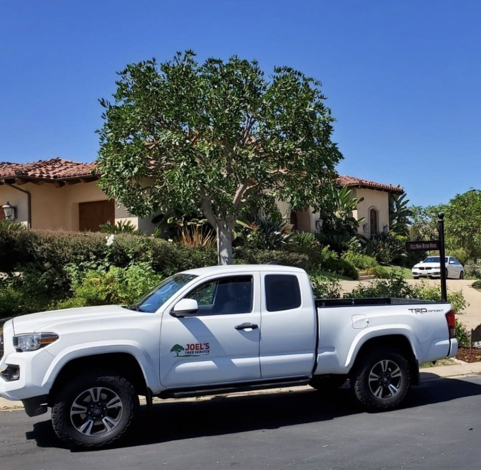 Tree Removal in San Diego By Joel Tree Services