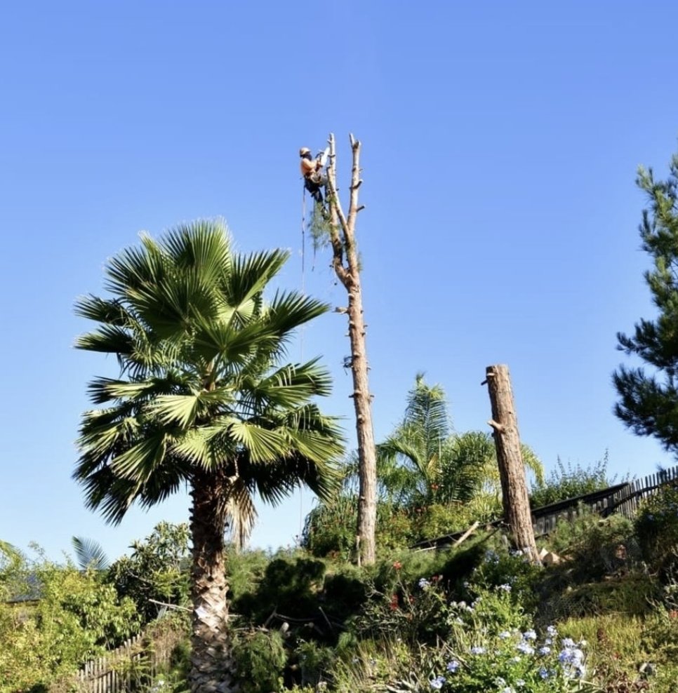 Tree Removal San Diego by Joel Tree Service