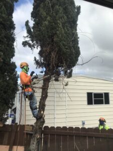 Tree Trimming San Diego by Joel Tree Service