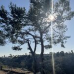 Tree Trimming San Diego by Joel Tree Service