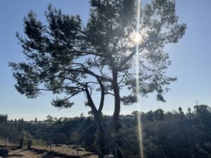 Tree Trimming San Diego by Joel Tree Service