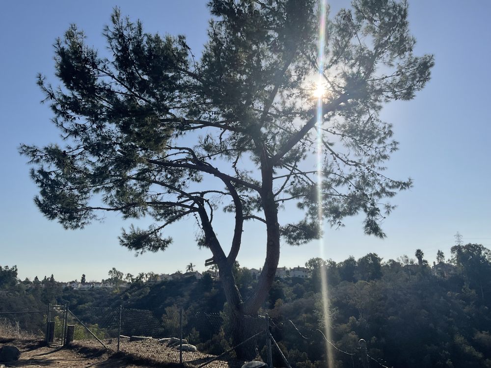Tree Trimming San Diego by Joel Tree Service