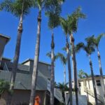 Tree Trimming San Diego by Joel Tree Service