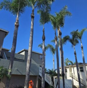 Tree Trimming San Diego by Joel Tree Service