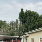 Tree Trimming San Diego by Joel Tree Service