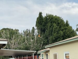 Tree Trimming San Diego by Joel Tree Service