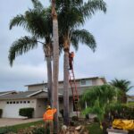 Tree Trimming San Diego by Joel Tree Service