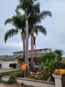 Tree Trimming San Diego by Joel Tree Service