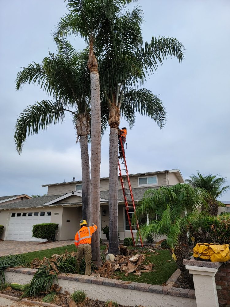 Tree Trimming San Diego by Joel Tree Service