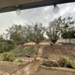 Tree Trimming San Diego by Joel Tree Service