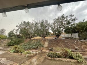 Tree Trimming San Diego by Joel Tree Service