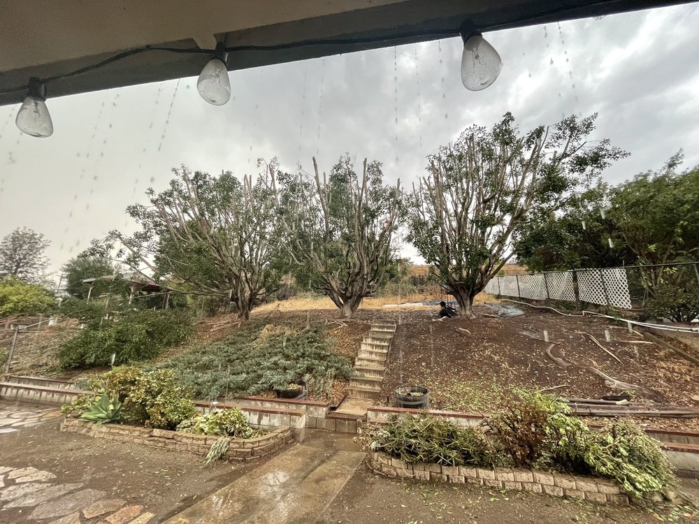 Tree Trimming San Diego by Joel Tree Service