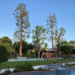 Tree Trimming San Diego by Joel Tree Service